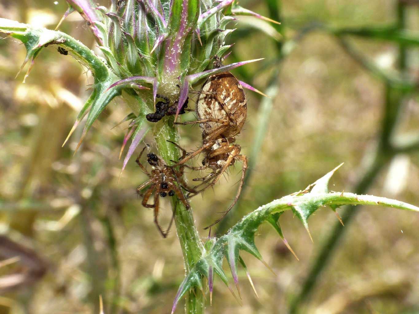 Oxyopes heterophtalmus con prede - Tolfa (RM)